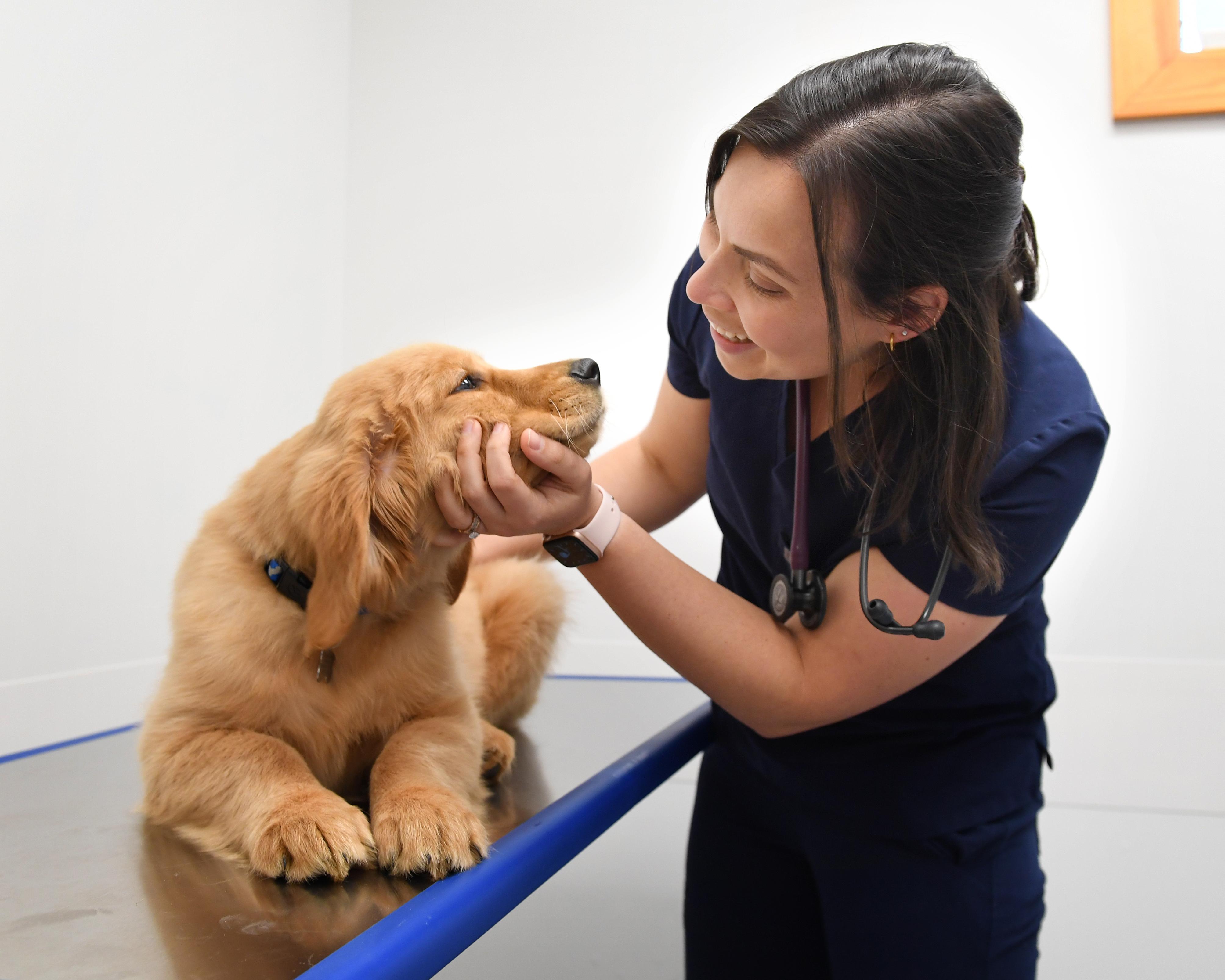 veterinarian cares for dog